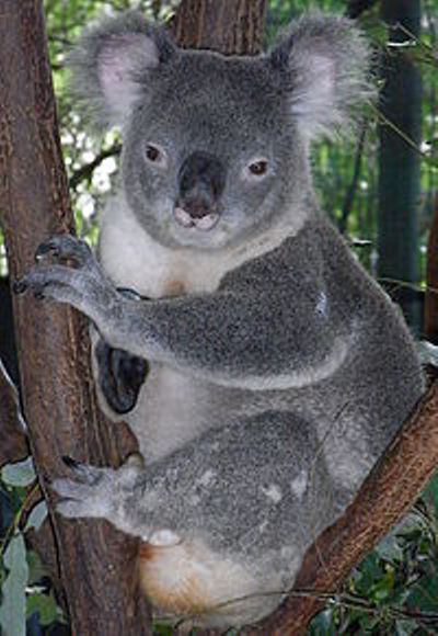 koala 